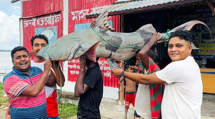 পদ্মায় ধরা পড়ল ৫০ কেজির বাঘাইড়
